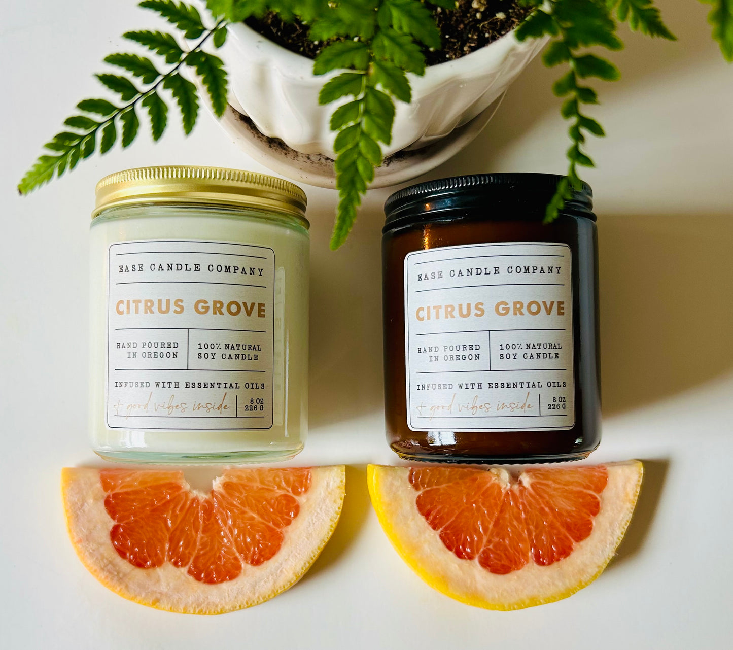 CITRUS GROVE